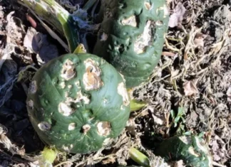 Créditos blandos y subsidios: el Gobierno sanjuanino mejora la asistencia tras el temporal