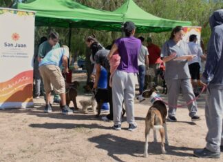 Quirófano móvil en Sarmiento: esterilización y vacunación gratuita para mascotas